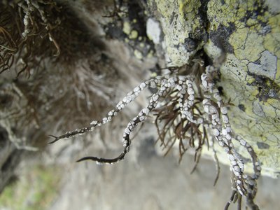 [Roccella tinctoria]